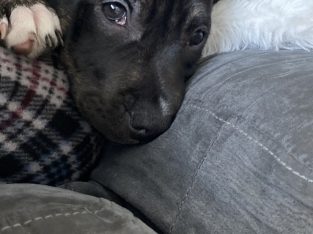 American Staffordshire Bull Terrier – Flemington