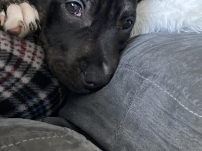 American Staffordshire Bull Terrier – Flemington