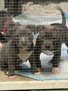 American Staffordshire Bull Terrier – Kings Park