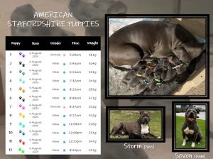 American Staffordshire Bull Terrier – Kings Park