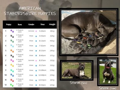 American Staffordshire Bull Terrier – Kings Park