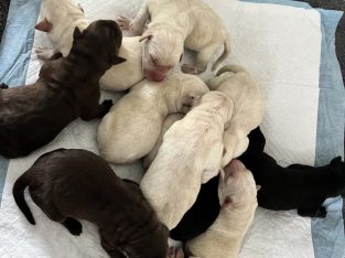 Labrador Retriever – Wellard