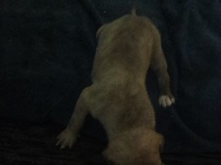 American Bulldog – Troy mcdonald