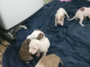 American Bulldog – Crestmead