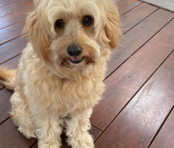 Cavoodle – Roxburgh Park