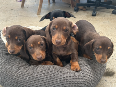Miniature Dachshund – Molong