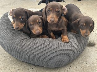 Miniature Dachshund – Molong