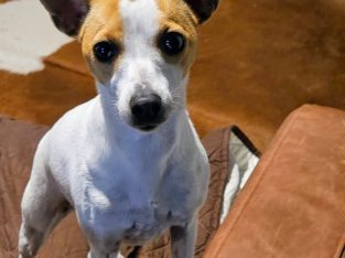 Fox Terrier – Marsden Park