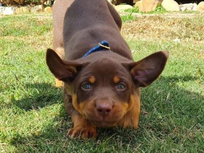 Australian Kelpie – Maitland