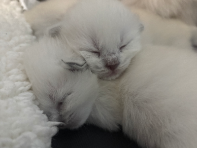 Ragdoll – Townsville City