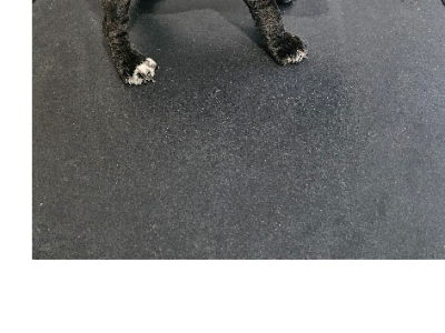 Staffordshire Bull Terrier – Hopetoun