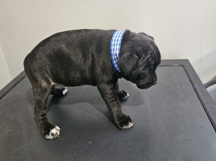 Staffordshire Bull Terrier – Hopetoun