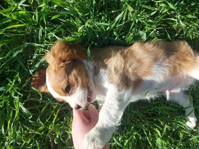 Cavalier King Charles Spaniel – Cohuna