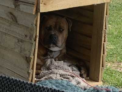 American Bulldog – Gorokan