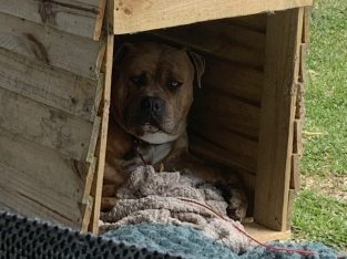 American Bulldog – Gorokan