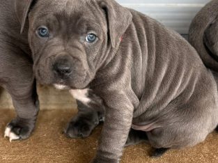 American Staffordshire Bull Terrier – Angle Vale