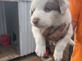 Border Collie – Chinchilla