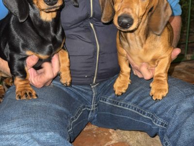 Miniature Dachshund – Rockhampton City