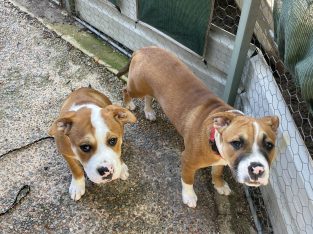 American Bulldog – Midland