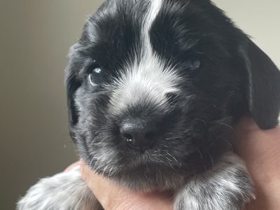 Cocker Spaniel – Upper Hunter