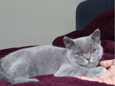 British Shorthair – Bahrs Scrub