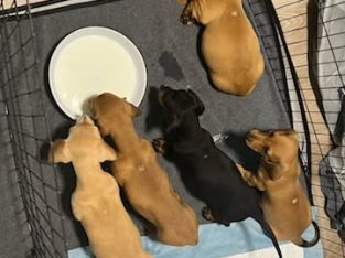 Dachshund – Cairns