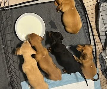 Dachshund – Cairns