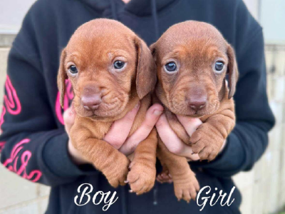 Dachshund – North Rothbury