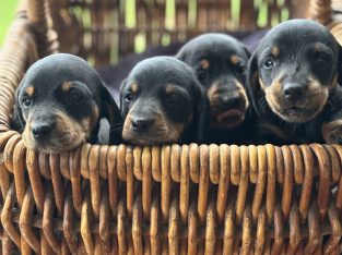 Dachshund – Quirindi