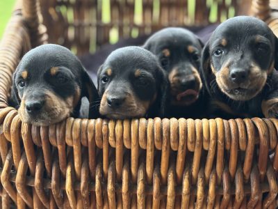 Dachshund – Quirindi