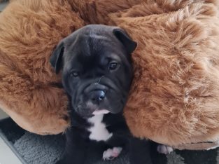 Shar Pei – Kallangur