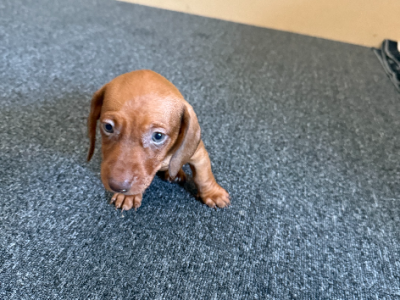 Miniature Dachshund – Pimpama