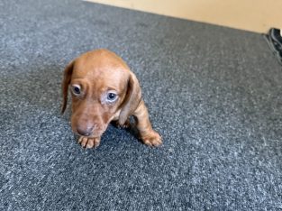 Miniature Dachshund – Pimpama