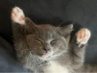 Ragdoll – Liverpool