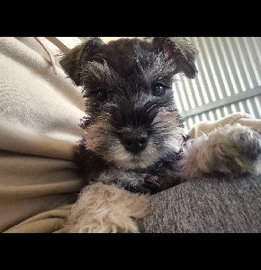Schnauzer – Huntingdale