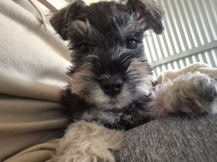 Schnauzer – Huntingdale