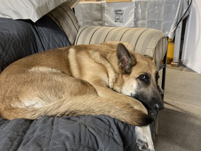 German Shepherd – Stafford Heights
