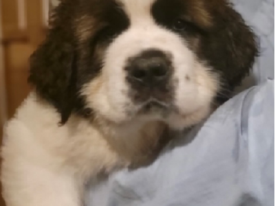 Saint Bernard – Mount Tarampa