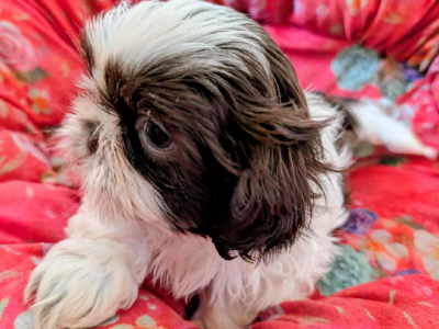 Shih Tzu – Narangba