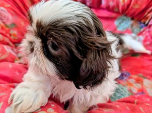 Shih Tzu – Narangba