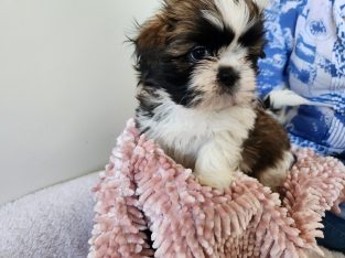 Shih Tzu – Narangba