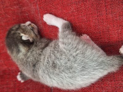 Ragdoll – Middle Cove