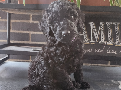 Poodle Standard – Liverpool