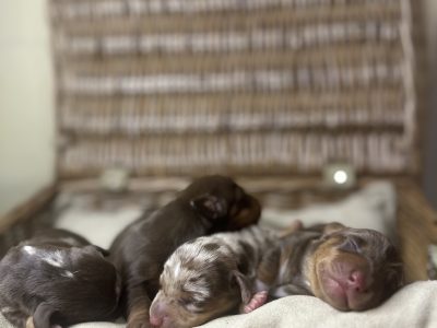 Miniature Dachshund – Cornubia