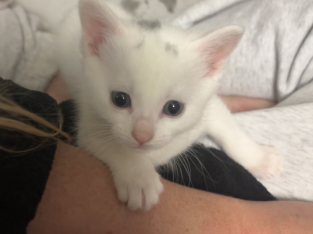 Domestic Short Hair (DSH) – Wallsend