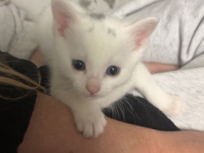 Domestic Short Hair (DSH) – Wallsend