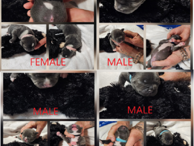 Staffordshire Bull Terrier – Paskeville