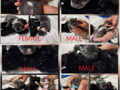 Staffordshire Bull Terrier – Paskeville