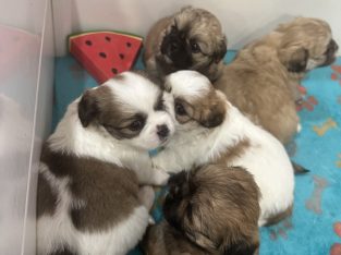 Toy Poodle – Highfields