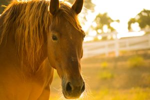 brown horse in field